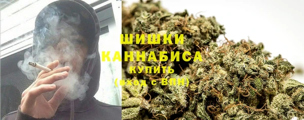 сатива Новозыбков