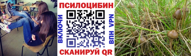 Псилоцибиновые грибы Psilocybe  Ялуторовск 